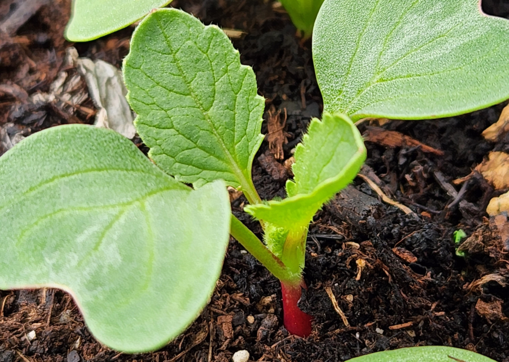 7 Plants Never grow from Seed cover image DBSFarmWilson