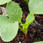 7 Plants Never grow from Seed cover image DBSFarmWilson