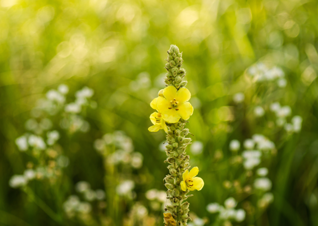 Mullien flower