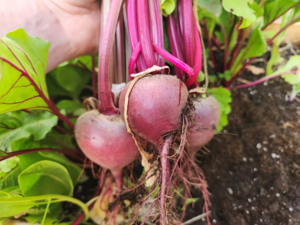 3 Harvested Beets