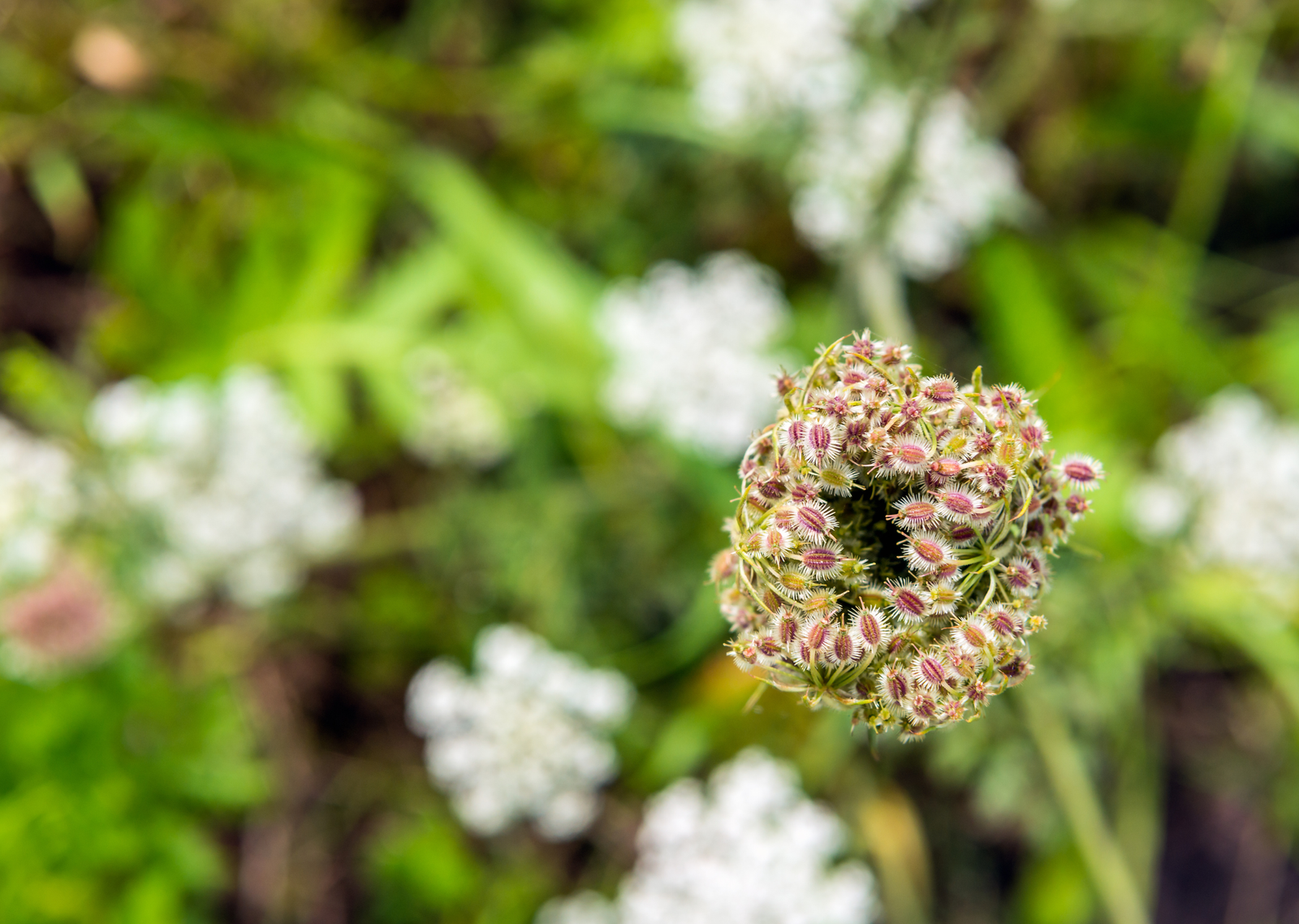 Carrot Seeds Forming