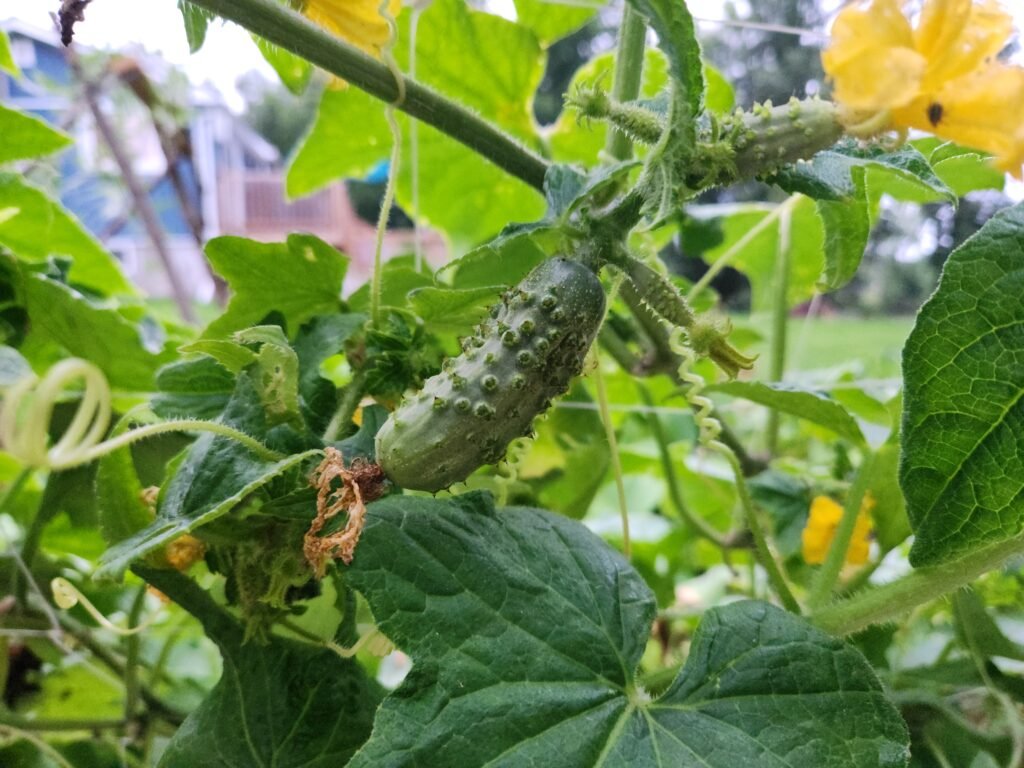 Growing Cucumber on the vine