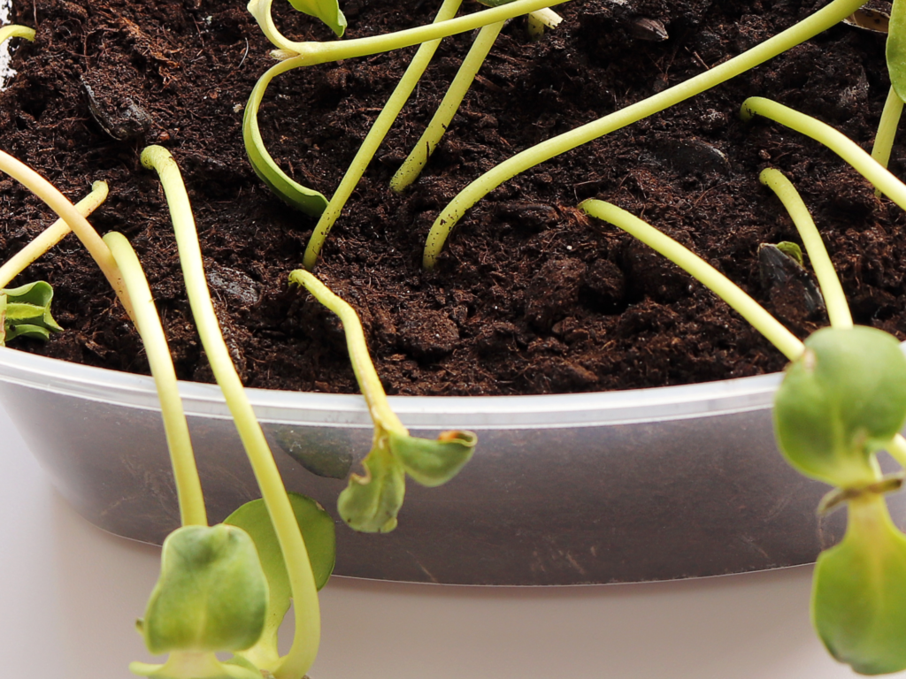 Example of Seedling Rot