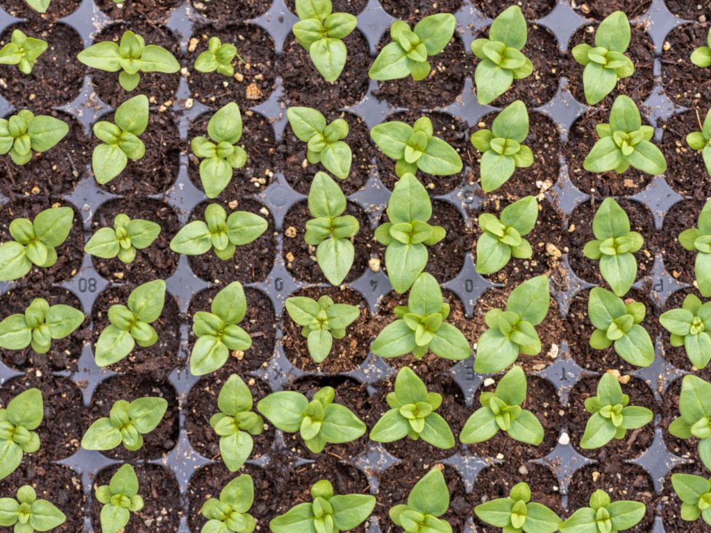 How To Start Indoor Seedlings: A Step-By-Step Guide by DBS Farm Wilson Cover