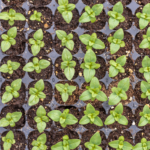 How To Start Indoor Seedlings: A Step-By-Step Guide by DBS Farm Wilson Cover