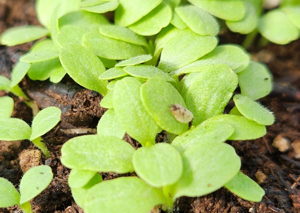 Lettuce Seedlings Need Thinning
