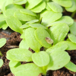 Lettuce Seedlings Need Thinning