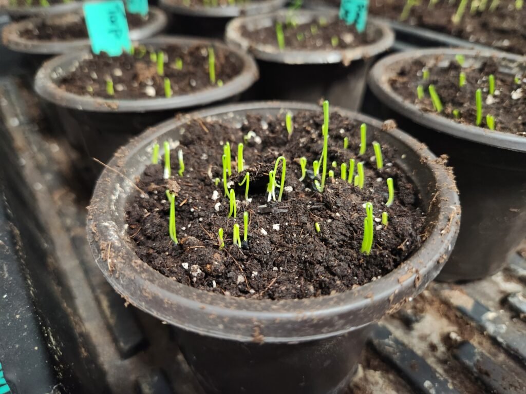 Onion Seedlings breaking through the soil