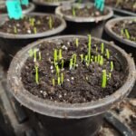 Onion Seedlings breaking through the soil