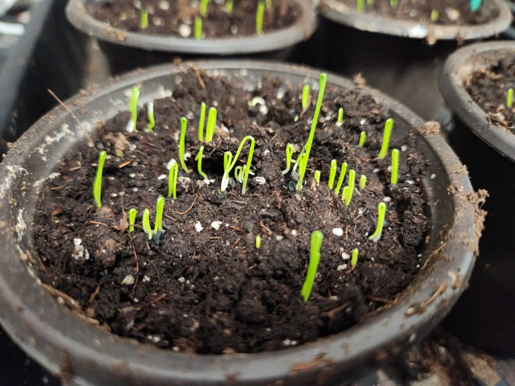 Onion seeds started indoors