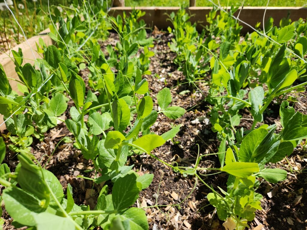 Pea Plants in rows cover image