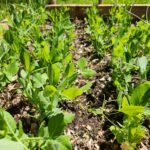 Pea Plants in rows cover image