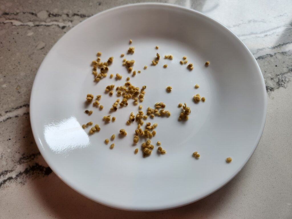 Tomato Seeds On A Plate Drying