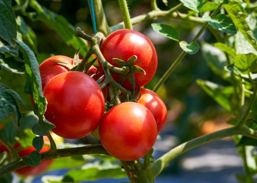 Tomatoes on the Vine In the Sun