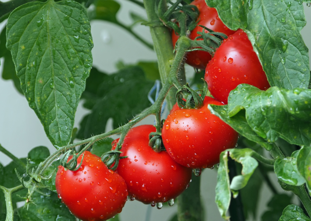 Wet Tomatoes on the Vine