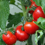 Wet Tomatoes on the Vine