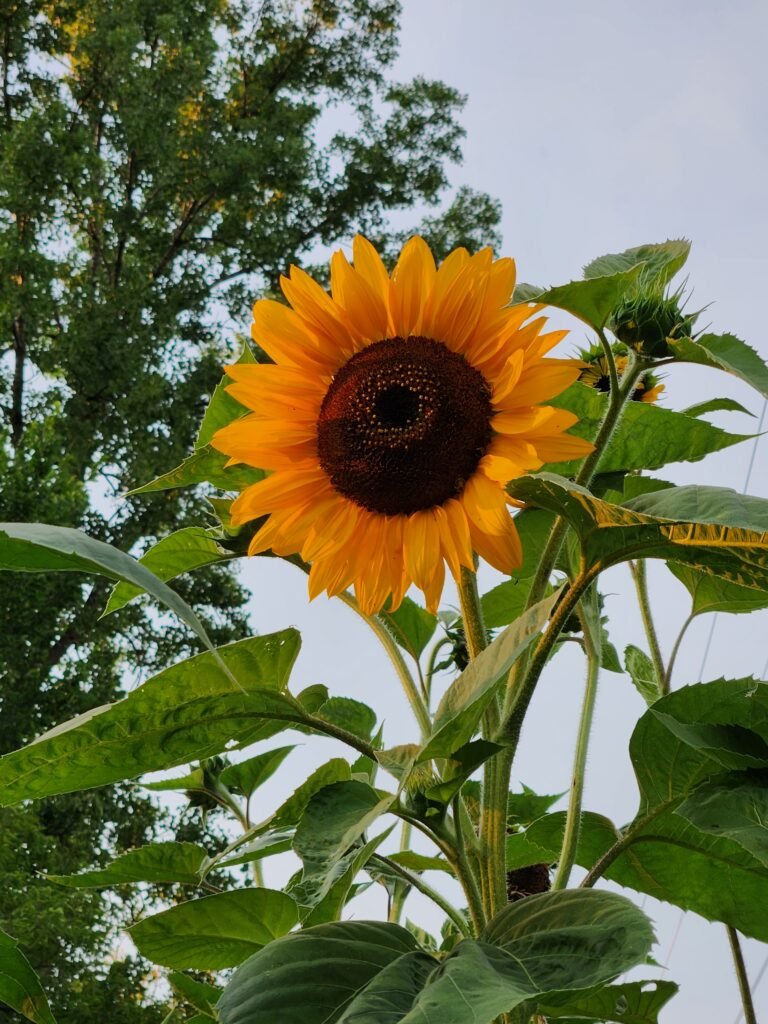 Sunflower Autumn Beauty Variety 