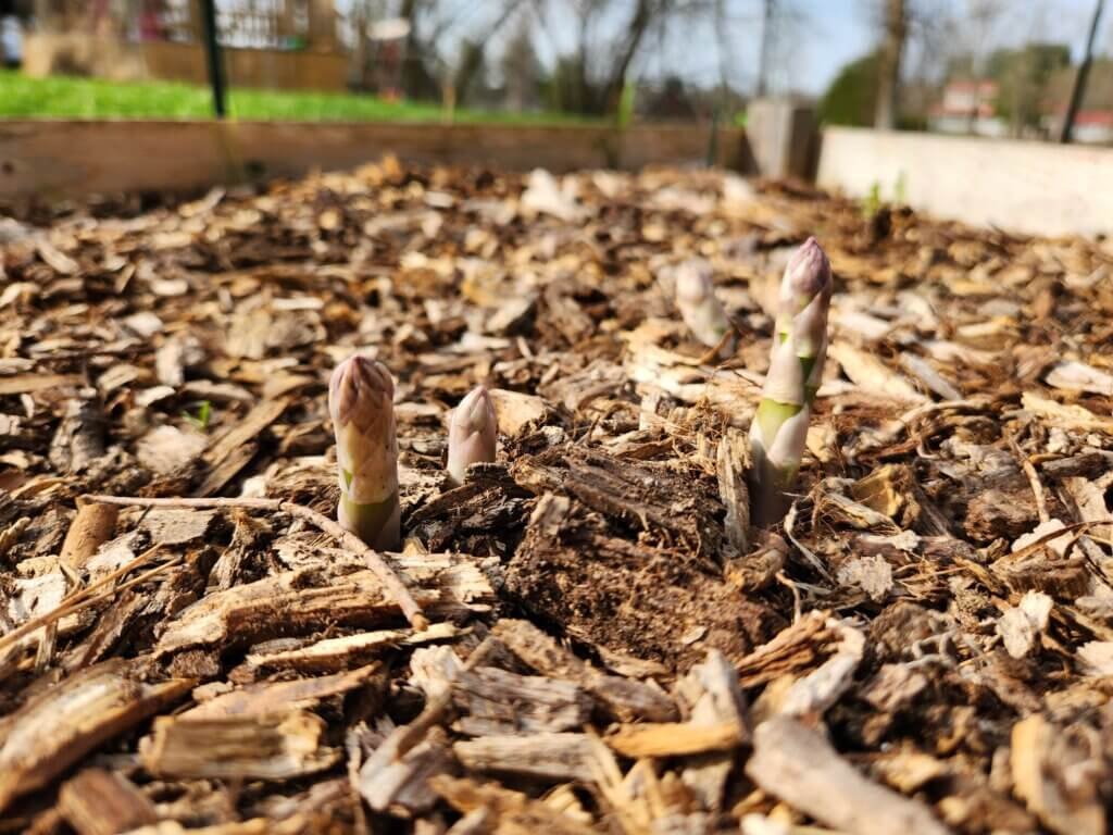 Asparagus Breaking Through a Prepped Garden Bed