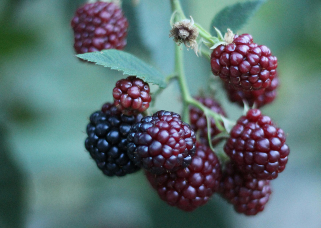 Black Raspberries
