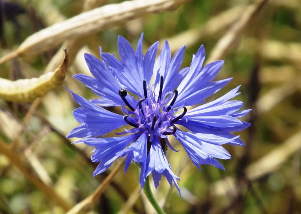 Blue cornflower upclose