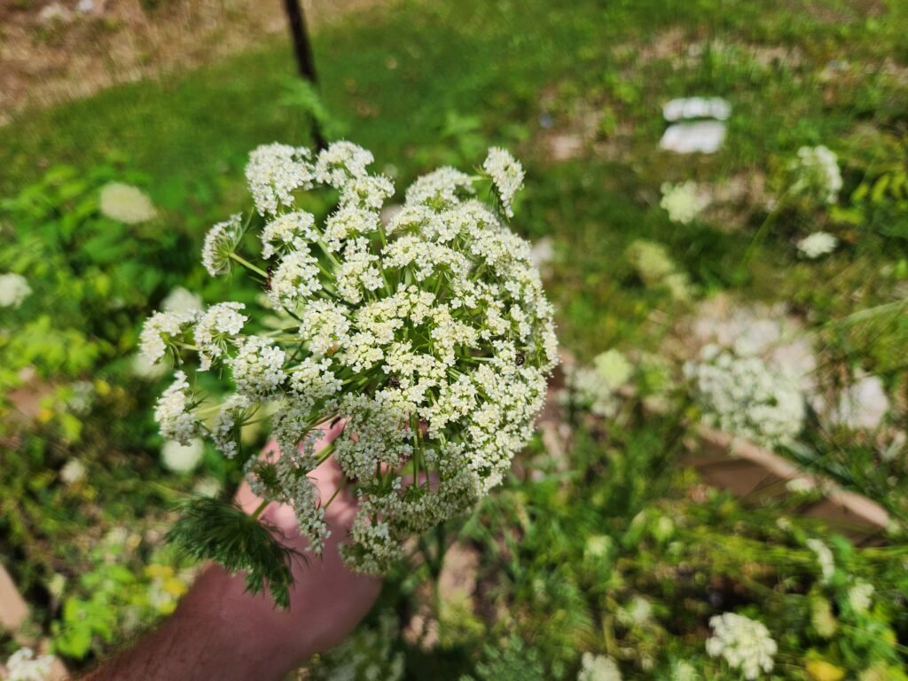 Carrot Flower