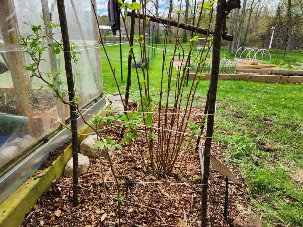 Cleaned Up Summer-Bearing Raspberry