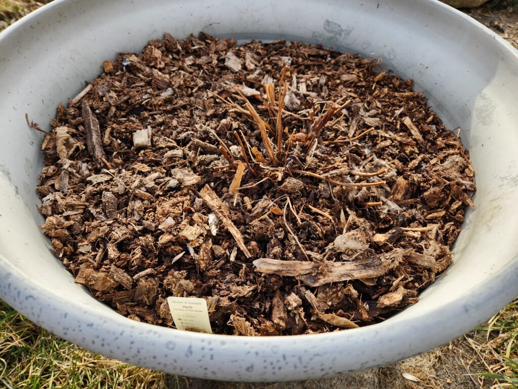 Container Plant Cut Back with Fresh Mulch for Spring