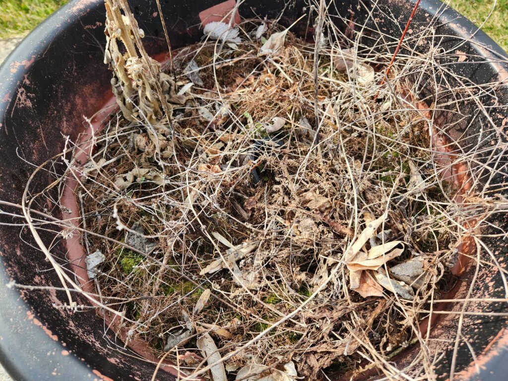 Container Plant With Old Dead Foliage