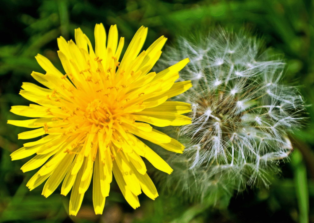 Dandelion Article Cover Image