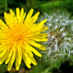 Dandelion Article Cover Image