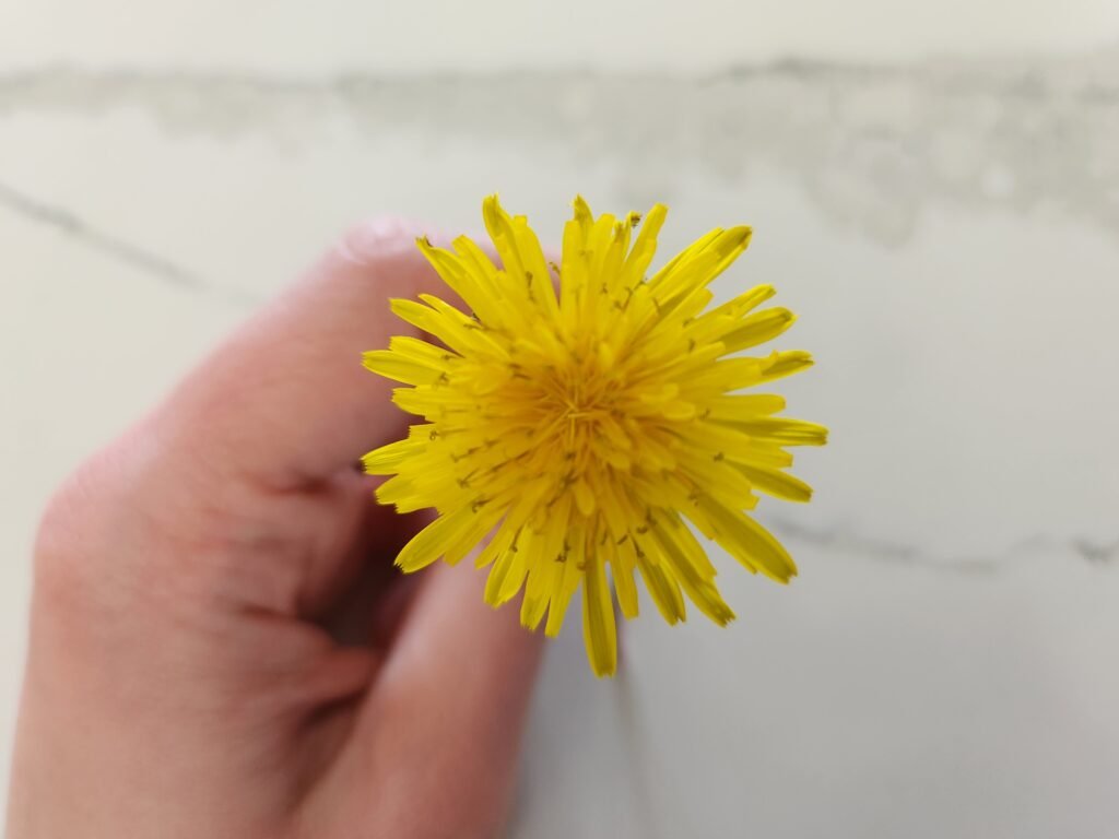 Dandelion Flower