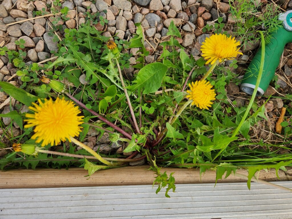 Dandelions Growing