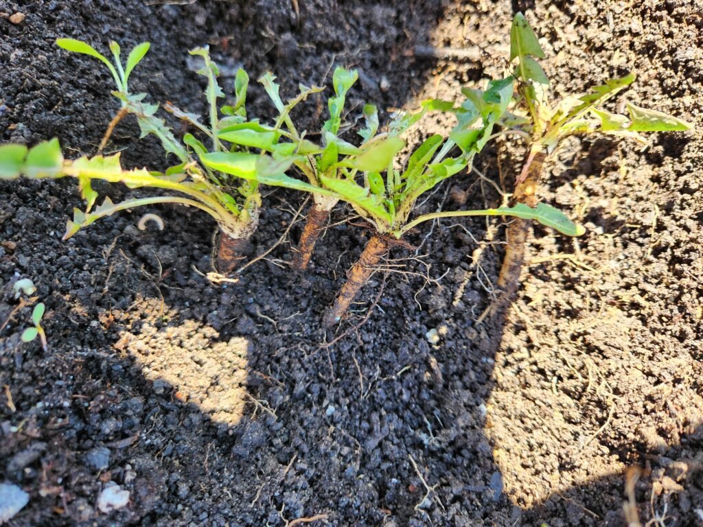 Dandelions pulled from spring cleanup