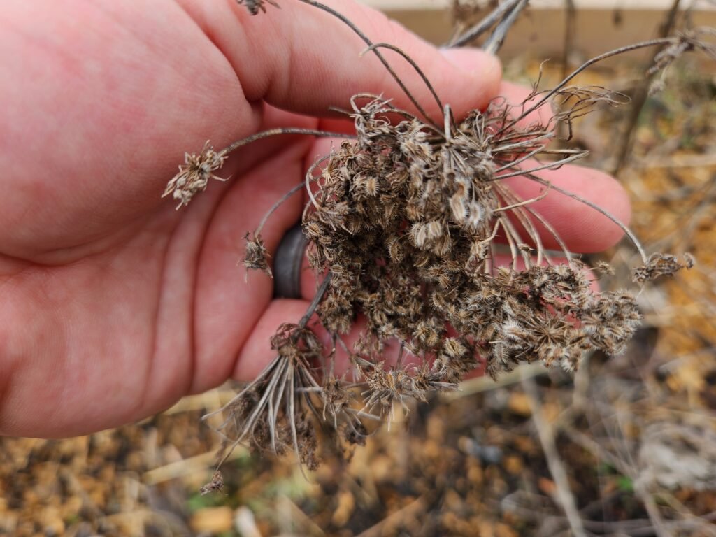 Dried Carrot Seeds