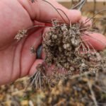 hand holding dried carrot seeds ready to be harvested.
