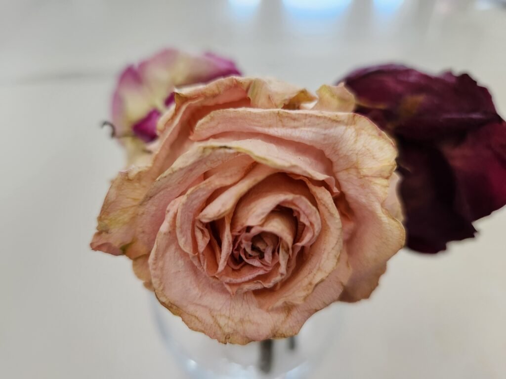 Dried Rose Flower