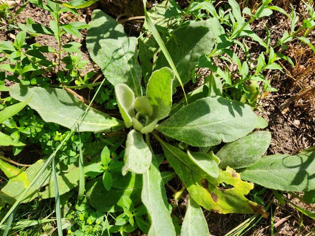 First Year Mullein Plant in Fall