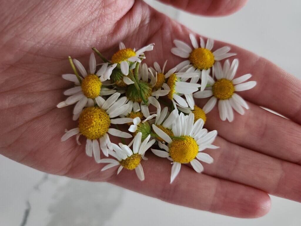 Freshly Picked Chamomile Flowers