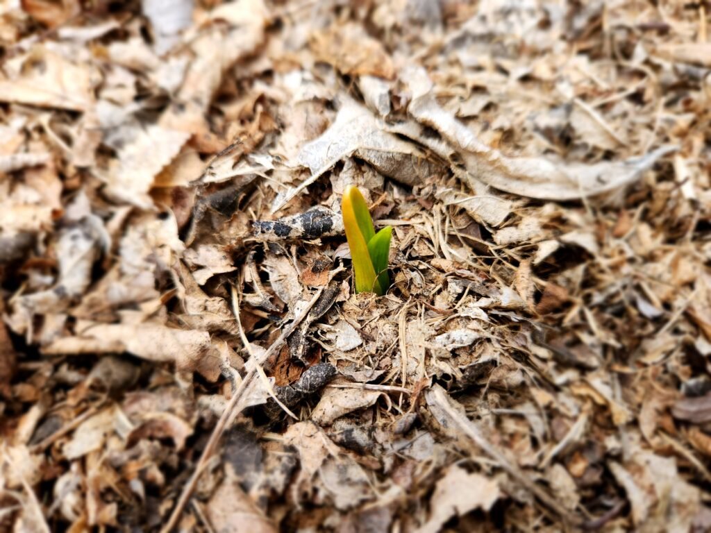 Garlic plant sprouting through mulch in April, zone 5b.