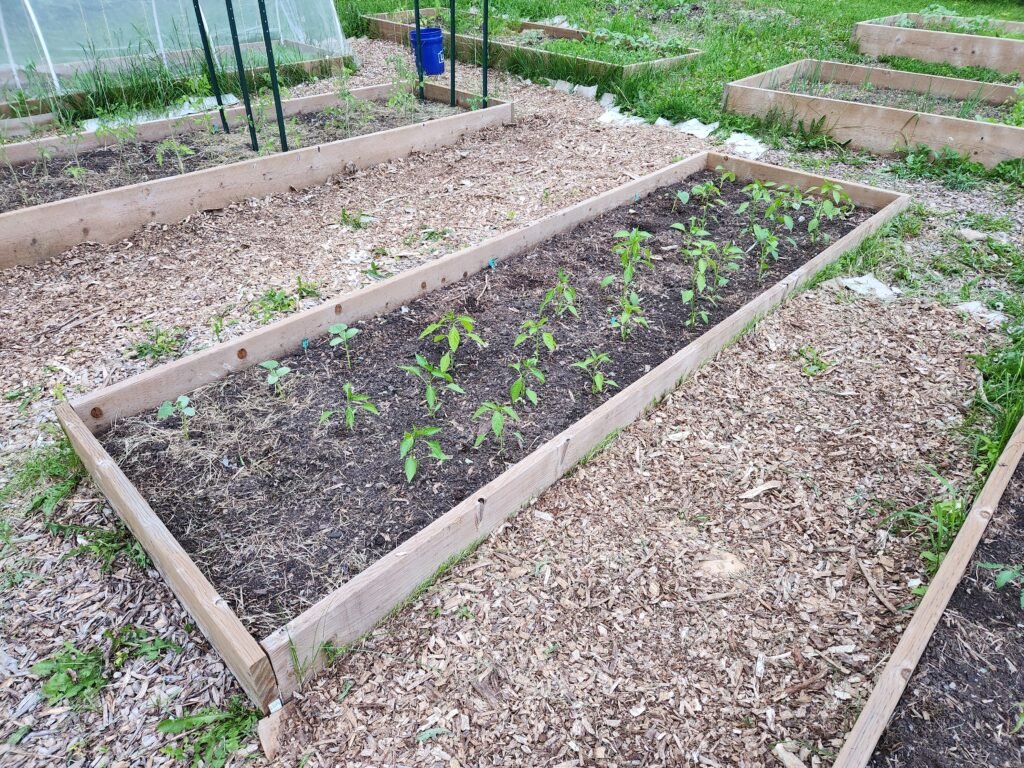 Healthy pepper plants in a garden