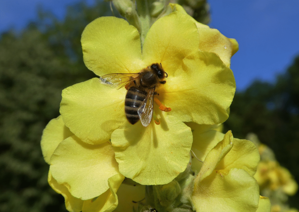 Mullein Flower with Bee