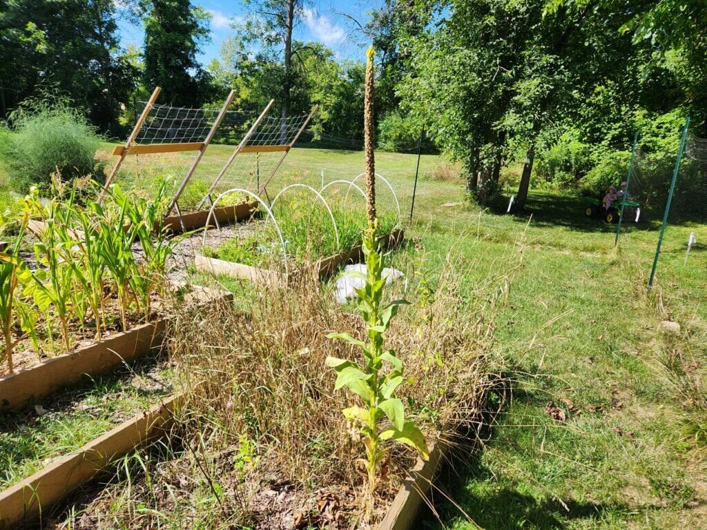Mullein Growing Naturally in Garden Bed