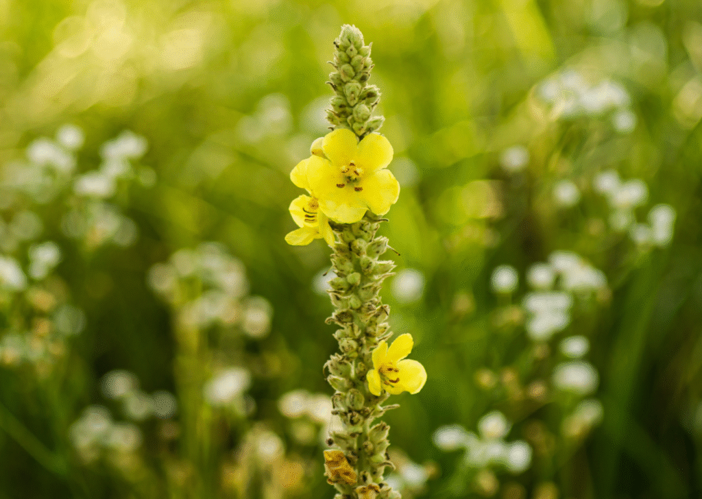 Mullein Top Flowering