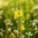 Mullein Top Flowering