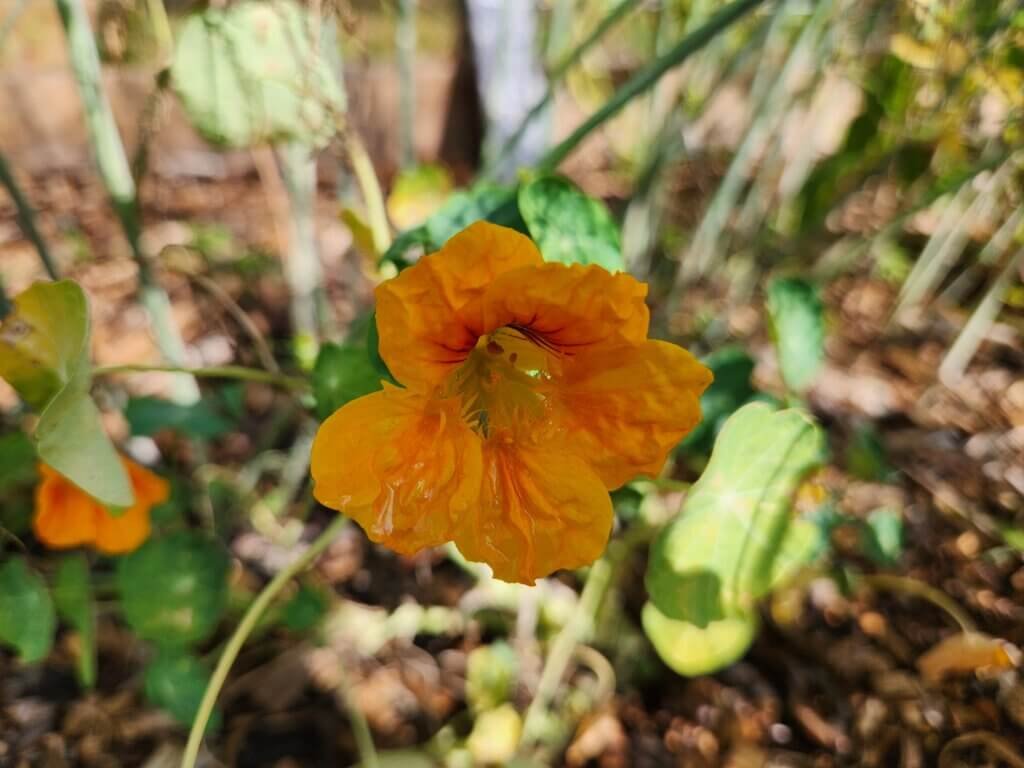 Nasturtium Flowers in Bloom