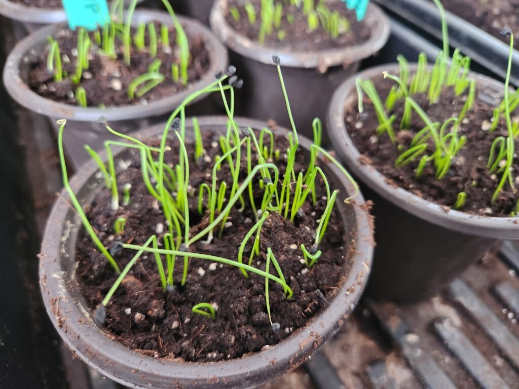 Onion Plant Seedlings