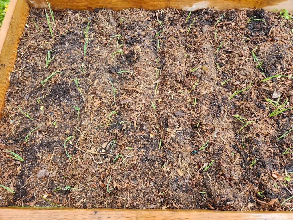 Onion plants in a garden