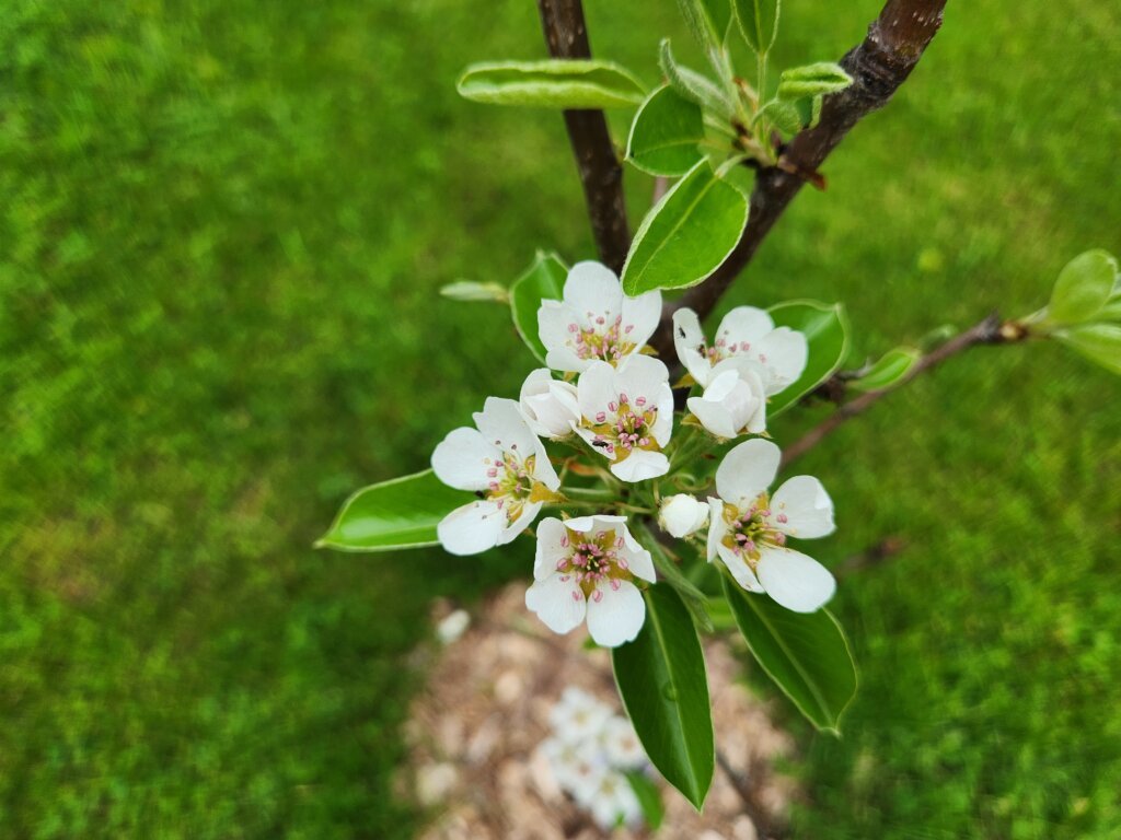 Pear Flowers