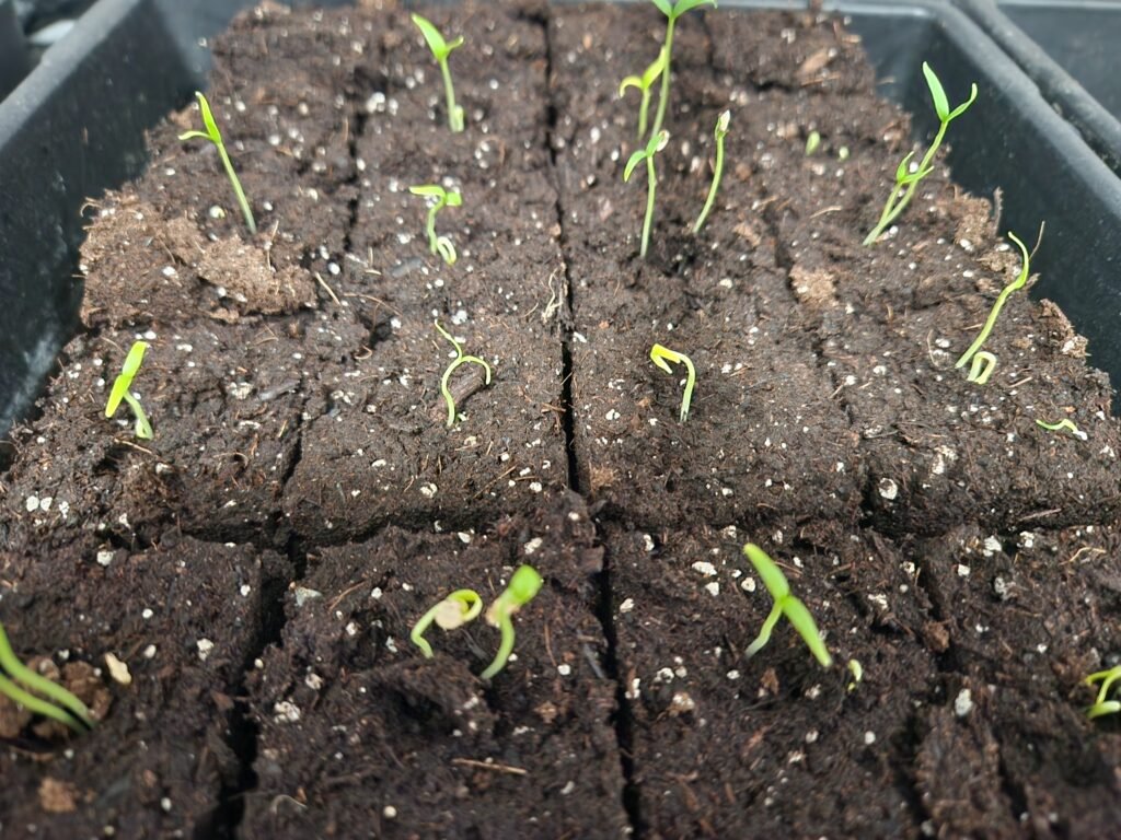 Pepper seeds started indoors.