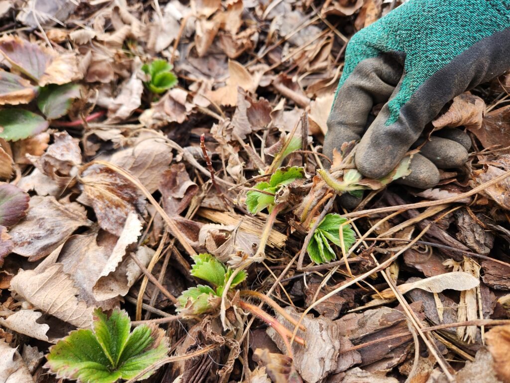 Pruning Off Dead Strawberry Plant Leaves